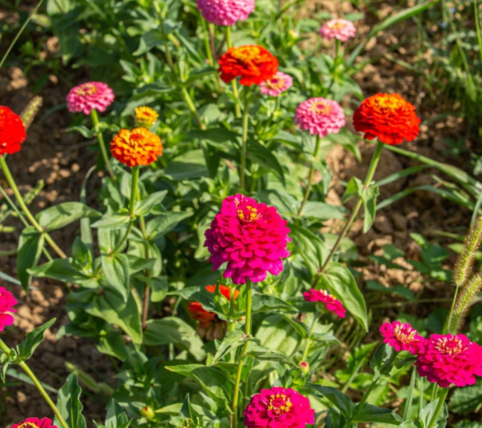 Plant Fleur Zinnia 1 U Le Jardin Des Planchelles Locavor fr plant-fleur-zinnia-1-u-le-jardin-des-planchelles-locavor-fr