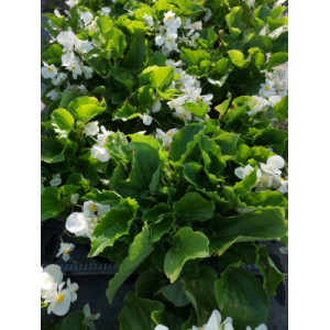 Bégonia big à fleurs blanc
