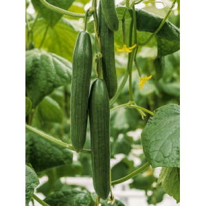 Concombre long