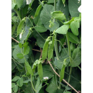 Pois mange-tout