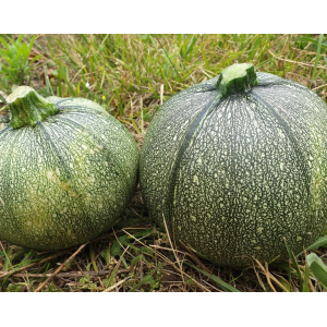 Courgettes rondes vertes
