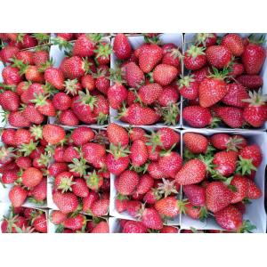 Fraises bio