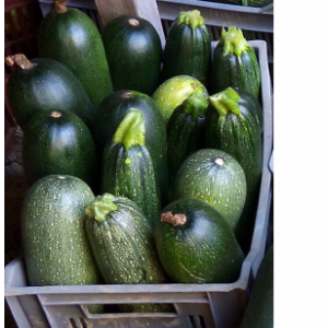 Courgettes grosses, plein champ-