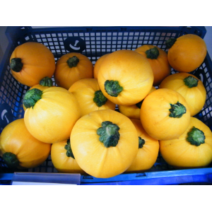 Courgette jaune ronde