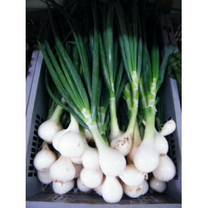 Oignons blancs