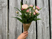 Botte de fleurs - immortelle