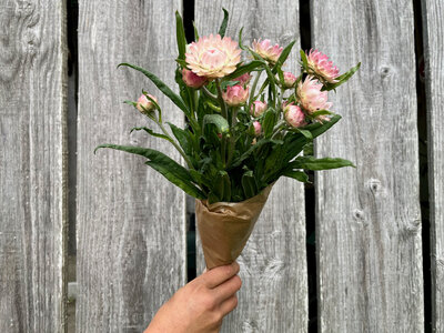 Botte de fleurs - immortelle