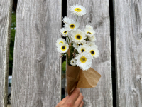 Botte de fleurs - immortelle d'australie