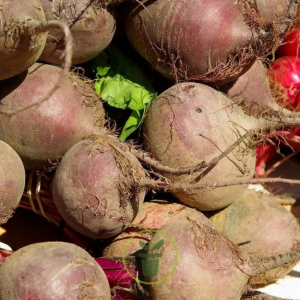 Betterave rouge