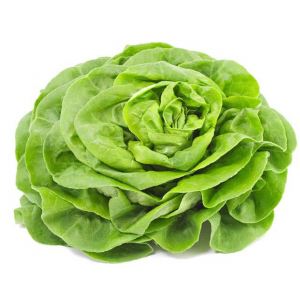 Laitue verte