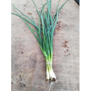 Echalote jeune botte