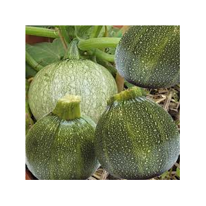 Courgette rondes