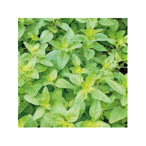 Bouquet basilic citron