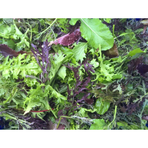 Mesclun