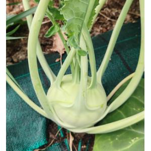Chou-rave (variété delicatess blanc)