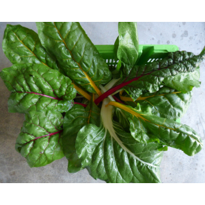 Blettes à carde (blanc/jaune/rouge)