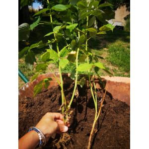 Framboisier remontant racine nue