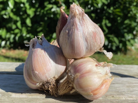 Ail blanc 100g
