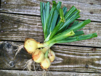 Oignons jaunes botte