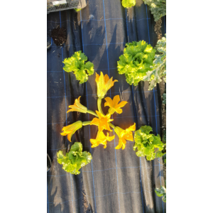 Fleurs de courgette