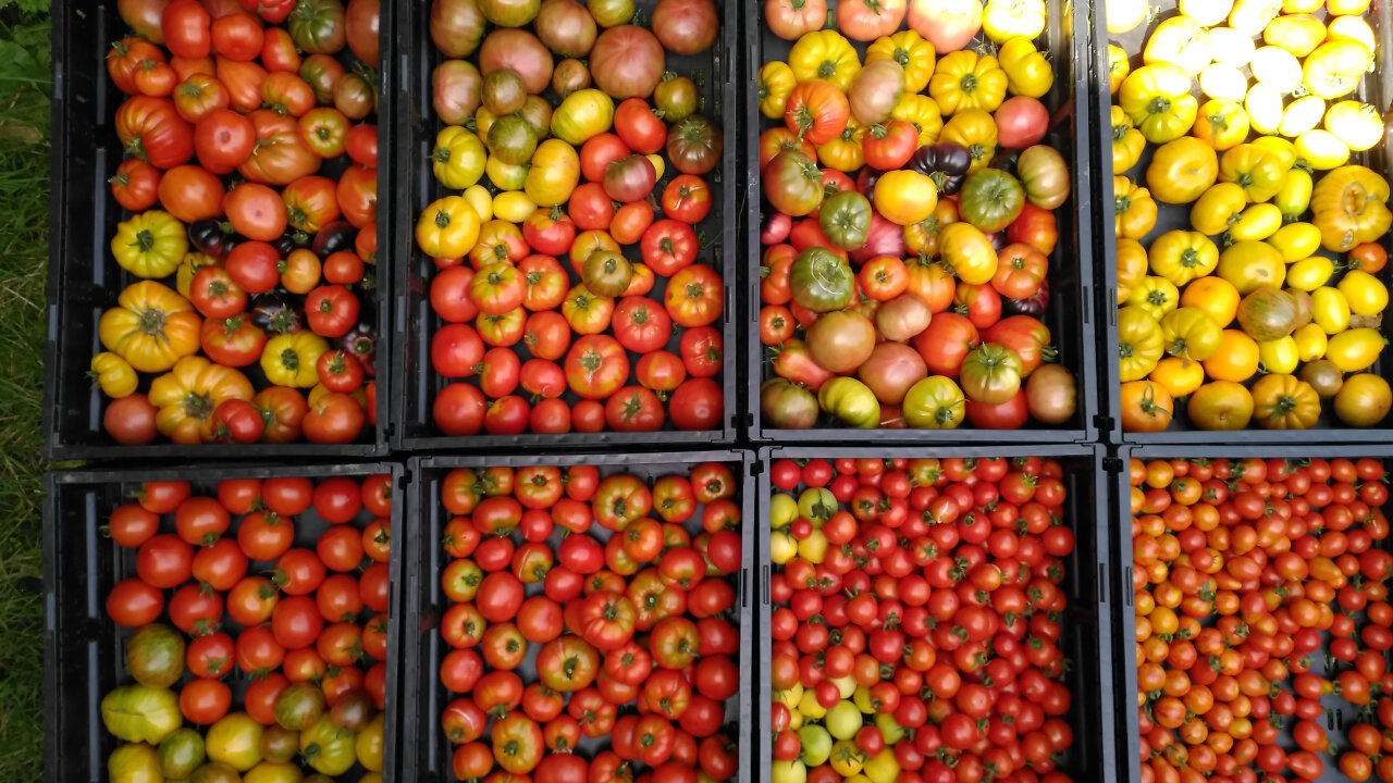 Tomate rouge variétés anciennes - 1 kg - Ferme De Layat - Locavor.fr