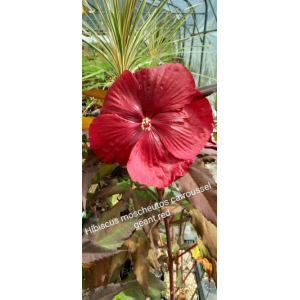 Hibiscus moscheutos carrousel geant red