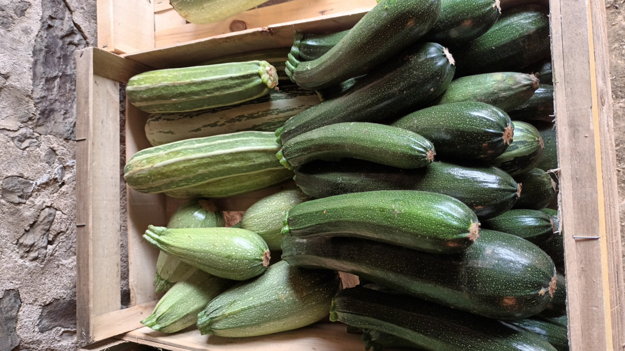 Courgette Verte 1 Kg ô 4 Saisons Locavorfr