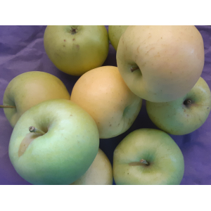 Pomme d'été lafayette 1 kg