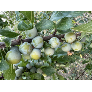 Reine claude surgelées