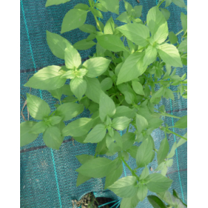 Bouquet basilic citron