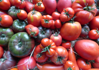 Tomates anciennes