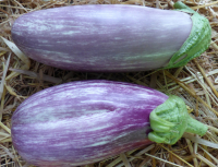 Aubergine tsakoniki