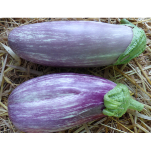 Aubergine tsakoniki