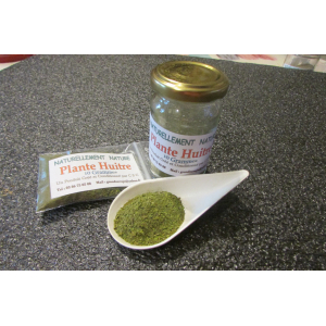 Poudre de plante huitre