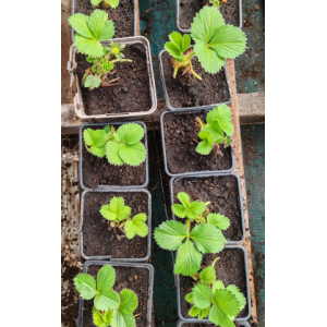 Plant de fraisiers (charlotte)