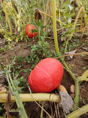 Potimarron
