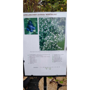Amelanchier northline sur tige