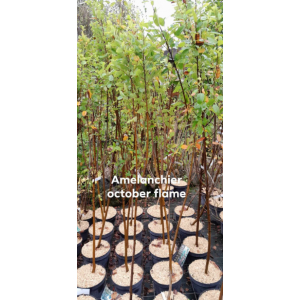 Amelanchier october flame