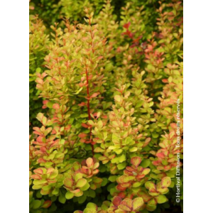 Berberis orange torche