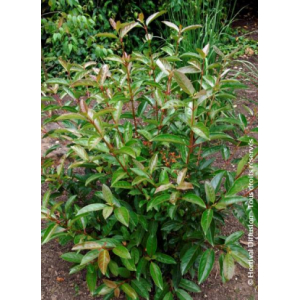 Viburnum bois marquis