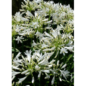 Agapanthe pitchoune white