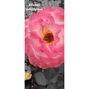 Rosier michel desjoyaux