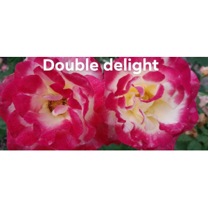 Rosier double delight