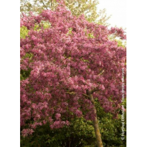 Malus diable rouge( pommier d'ornement)