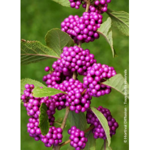Callicarpa bodinieri profusion