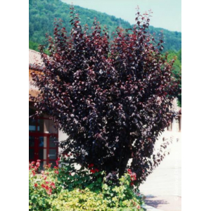Prunus cerasifera atropurpurea pissardii