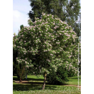 Chitalpa tashkentensis summer bells