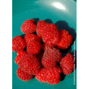 Framboisier rubus idaeus héritage