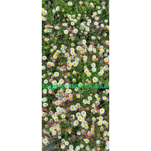 Erigeron karvinskarnius profusion