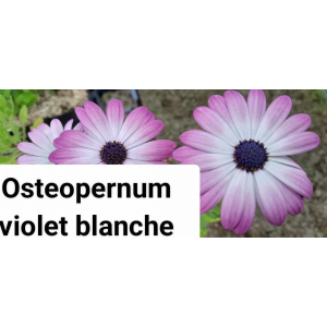 Osteospernum en godet